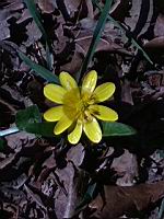 Ficaire (Jarrie, 2019-03)(2)